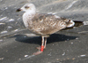 4816rpzp.jpg (56042 bytes)
